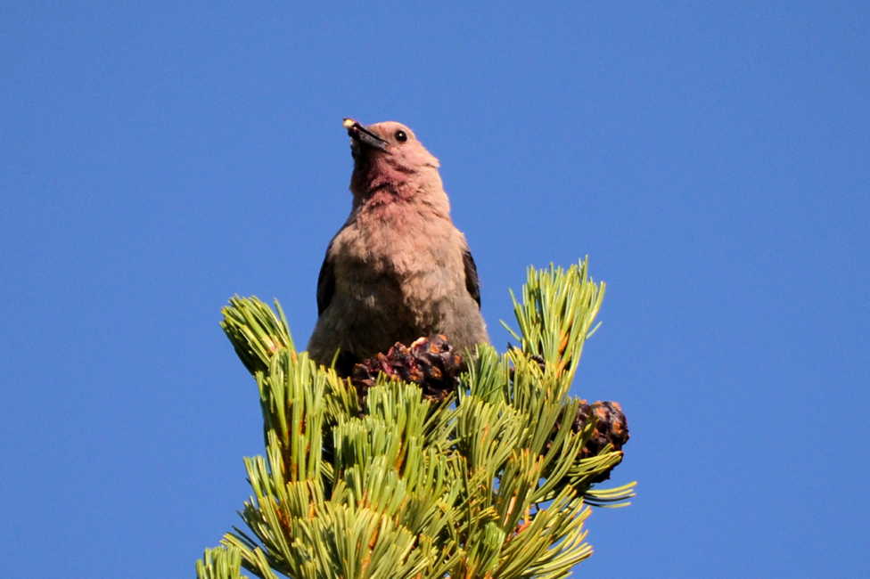 Clark’s Nutcracker